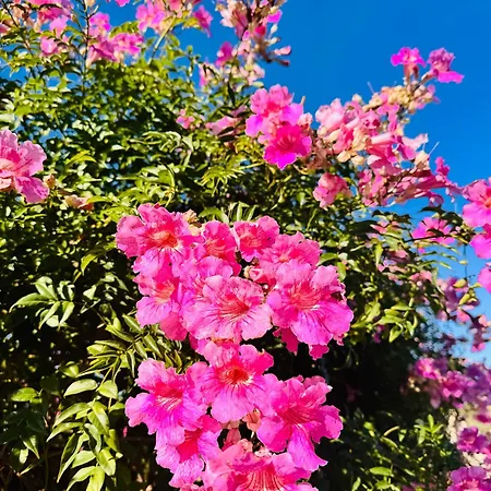 Sofia Costa Blanca Διαμέρισμα *